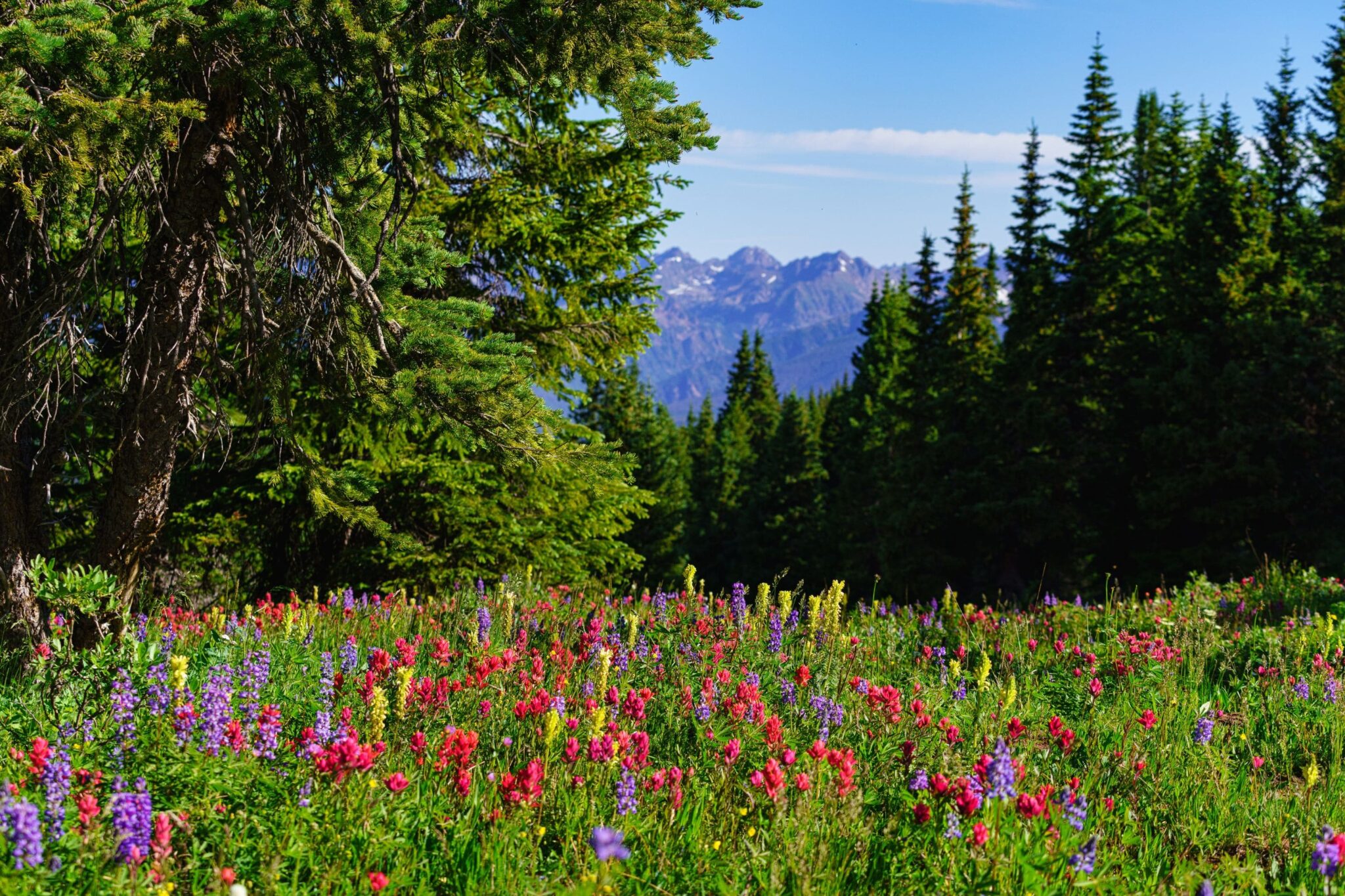 Vail in summer bloom with wildflowers in the foreground and mountains in the distance