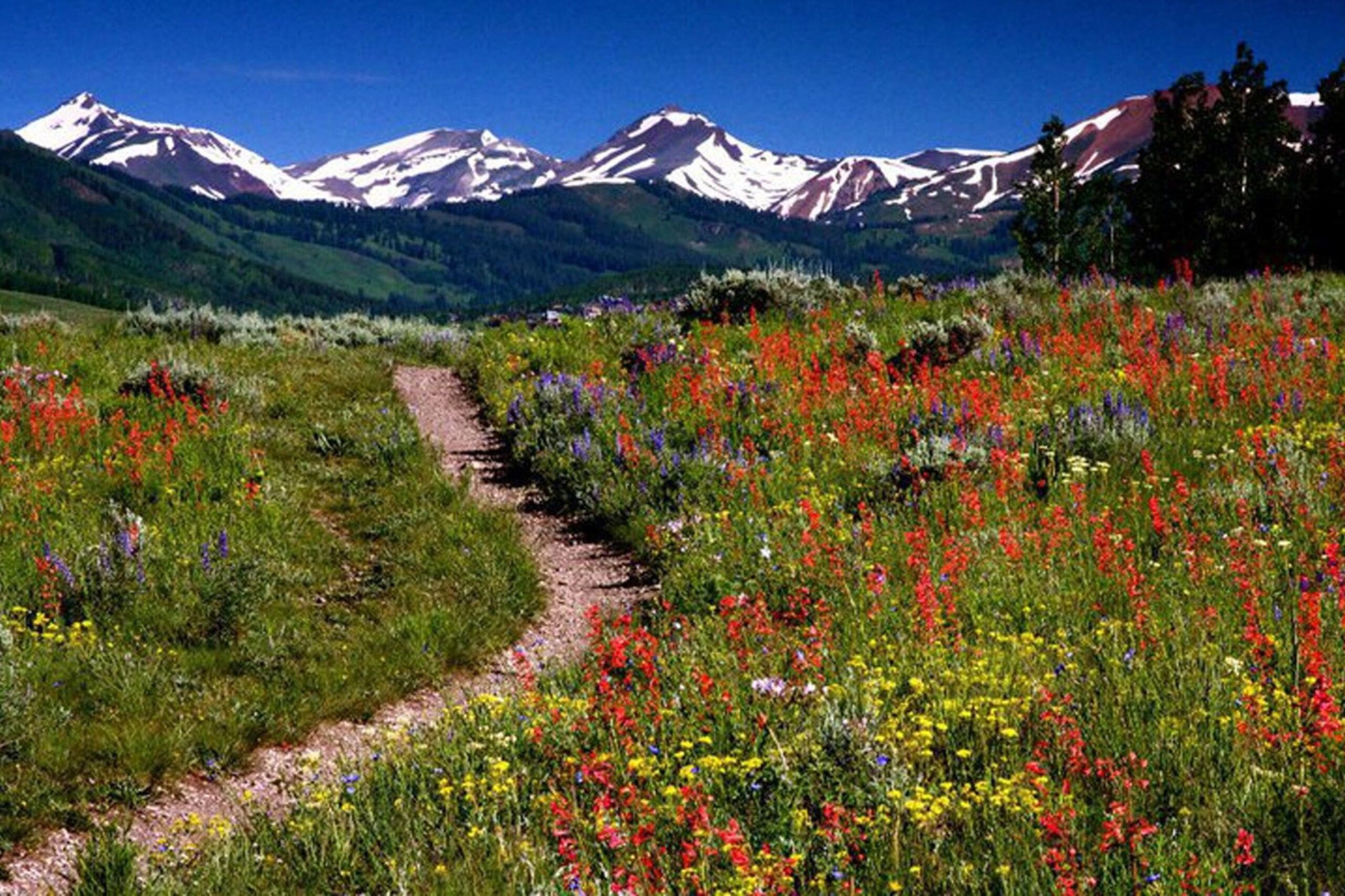 shot of a dirt hiking trail with wildflowers and snow-capped mountains in the background