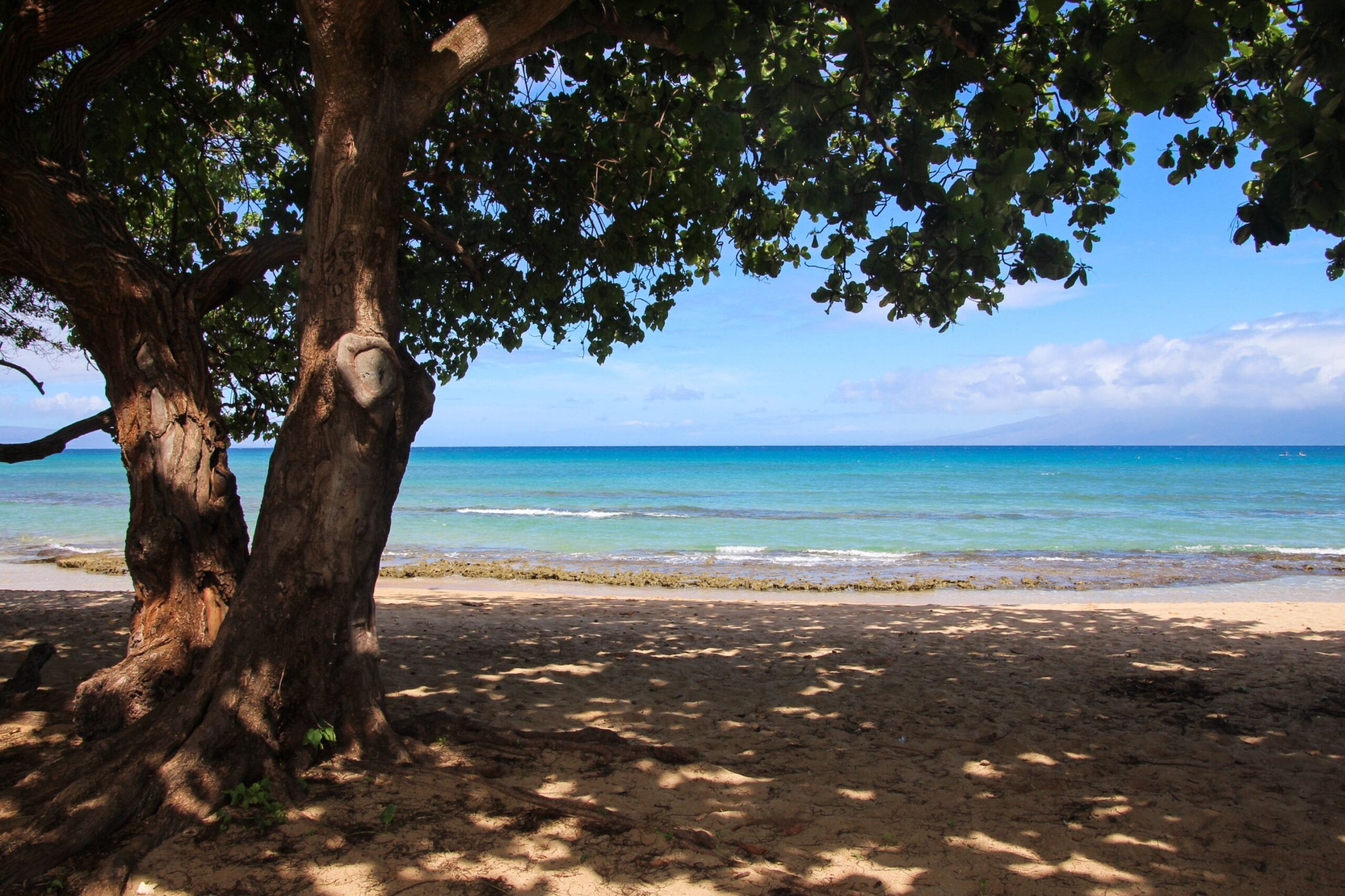 shot from the sandy shore of a beach with shade coverage from a giant tree