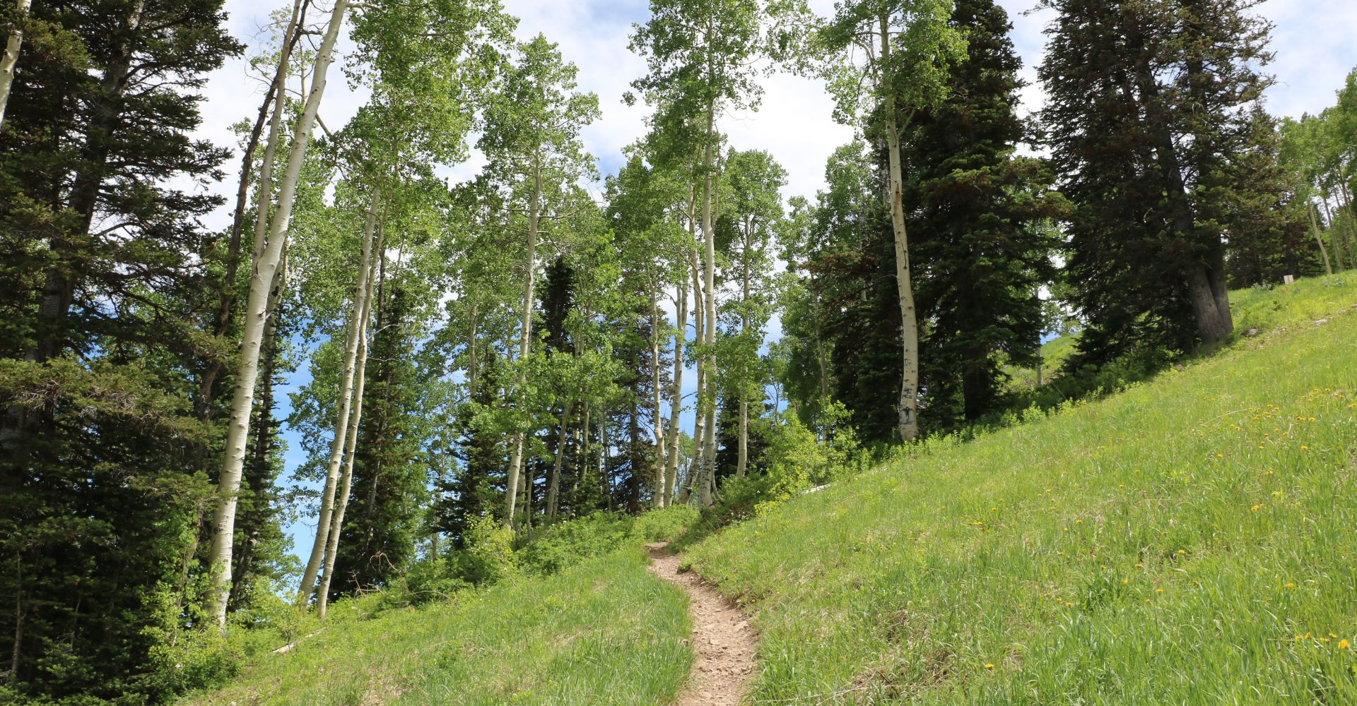 A winding trail through a dense forest, surrounded by tall trees and lush greenery